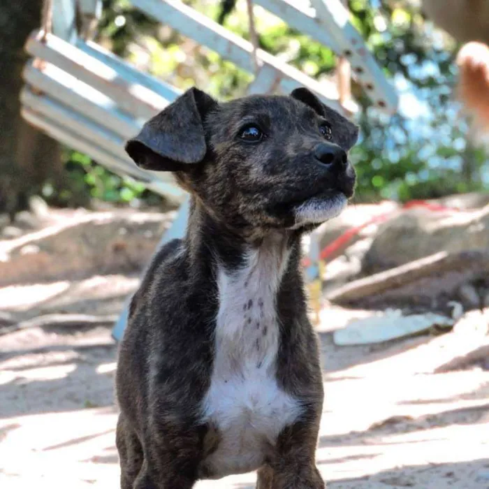 Cachorro ra a srd idade 2 a 6 meses nome TIGRINHA