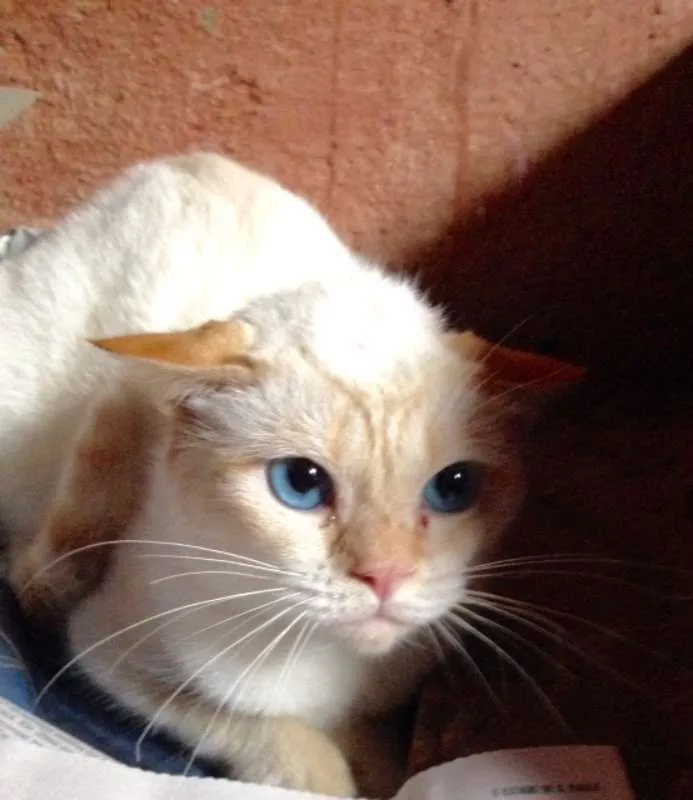 Gato ra a SRD idade  nome SNOW