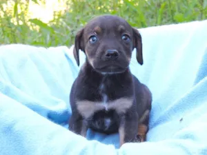 Cachorro raça srd idade Abaixo de 2 meses nome LUAN