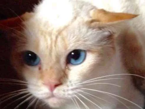 Gato ra a SRD idade  nome SNOW