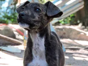 Cachorro raça srd idade 2 a 6 meses nome TIGRINHA