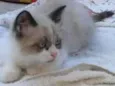 Lindos Gatinhos