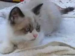 Gato ra a  idade Abaixo de 2 meses nome Lindos Gatinhos