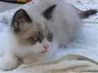 Gato raça  idade Abaixo de 2 meses nome Lindos Gatinhos