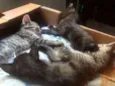 Gatinhos mestiços