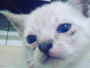 Gato raça SRD idade 1 ano nome safira, penelopi