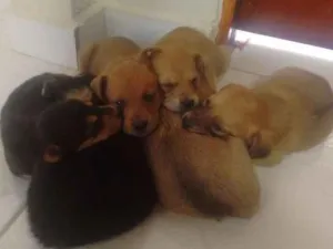 Cachorro raça SRD idade Abaixo de 2 meses nome Sem nome