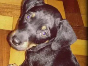 Cachorro raça salsicha com vira-lata idade 2 a 6 meses nome sem nome
