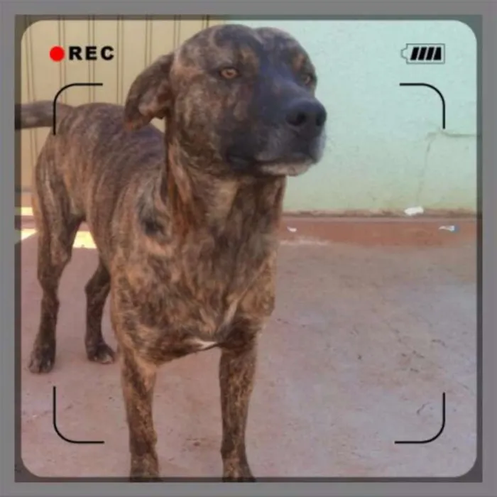 Cachorro raça Vira_lata idade 1 ano nome Nik