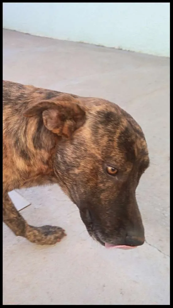 Cachorro raça Vira_lata idade 1 ano nome Nik