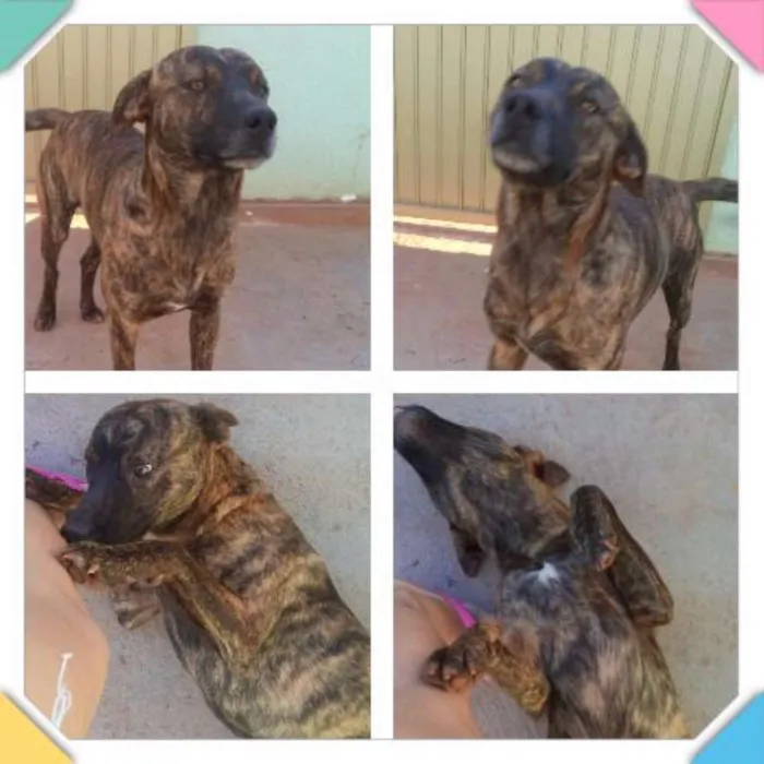 Cachorro raça Vira_lata idade 1 ano nome Nik