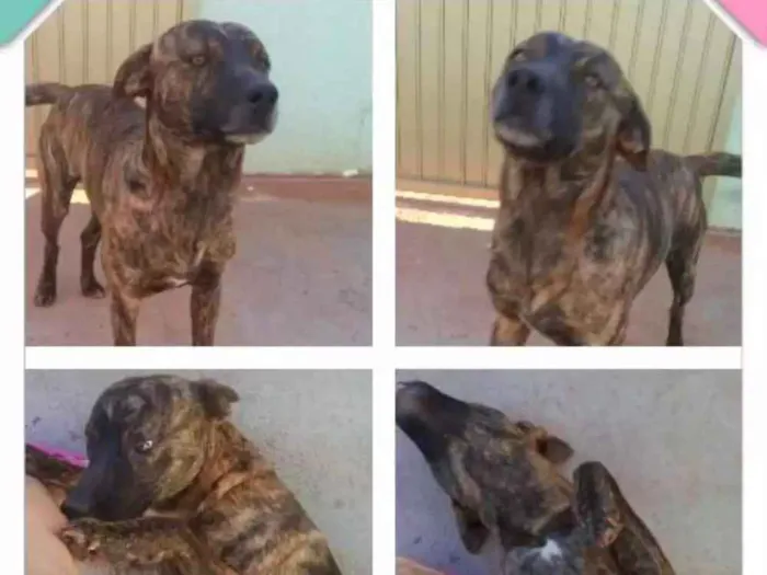 Cachorro raça Vira_lata idade 1 ano nome Nik
