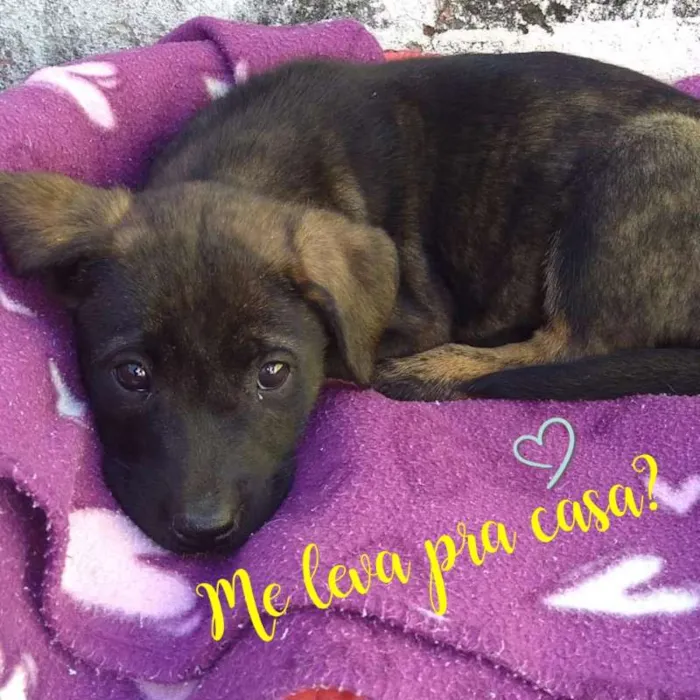 Cachorro raça SRD idade 2 a 6 meses nome Não coloquei