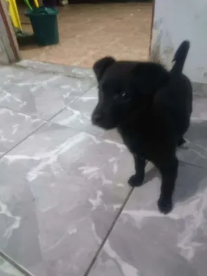 Cachorro raça Viralata idade 2 a 6 meses nome Spike