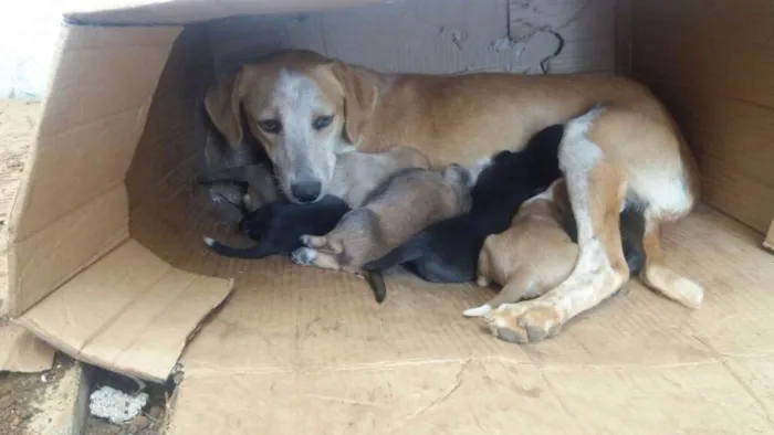 Cachorro ra a SRD idade 1 ano nome Lola