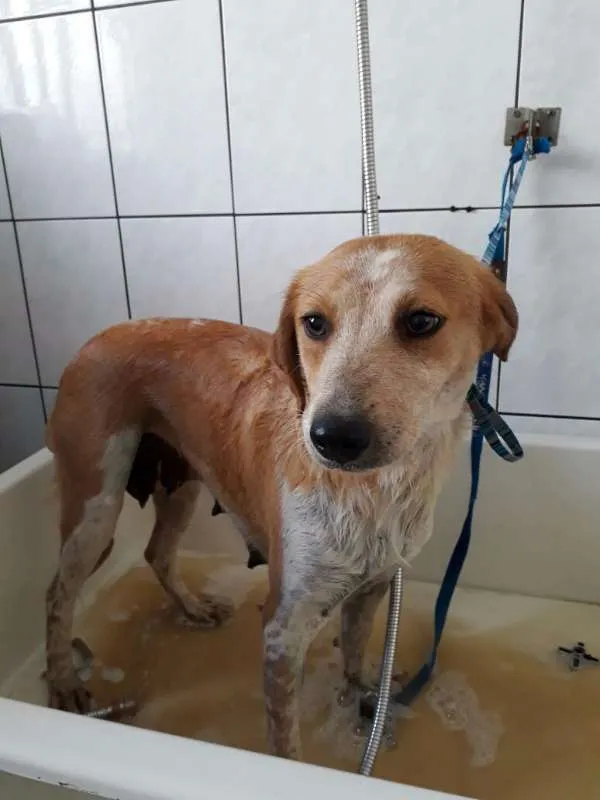 Cachorro ra a SRD idade 1 ano nome Lola