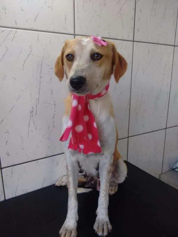 Cachorro ra a SRD idade 1 ano nome Lola