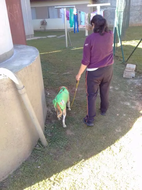 Cachorro ra a SRD idade 1 ano nome Lola