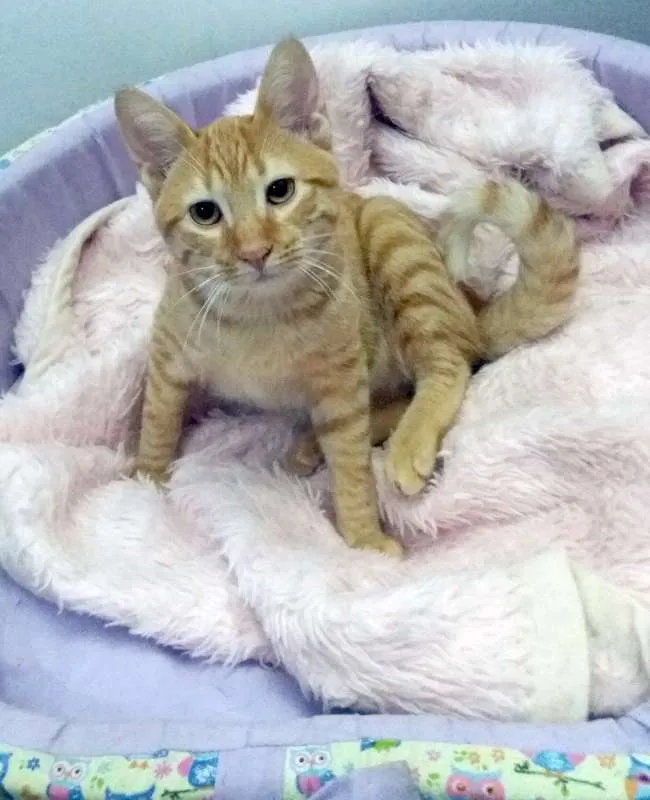 Gato ra a SRD idade 2 a 6 meses nome Joe