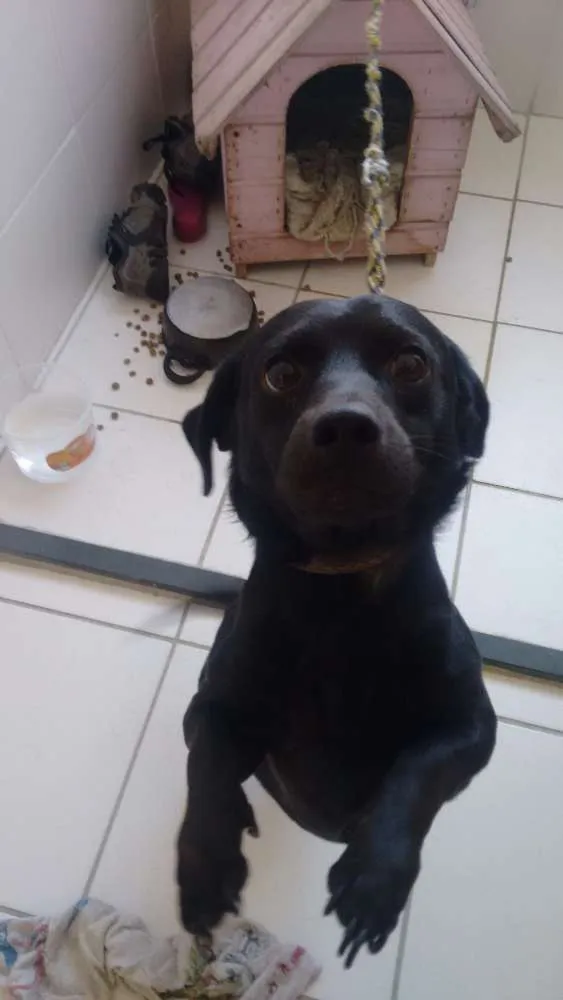 Cachorro ra a Basset com labrador idade 3 anos nome Pingo