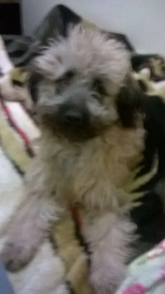 Cachorro ra a lhasa com poodle idade 7 a 11 meses nome mel