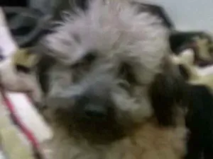 Cachorro raça lhasa com poodle idade 7 a 11 meses nome mel