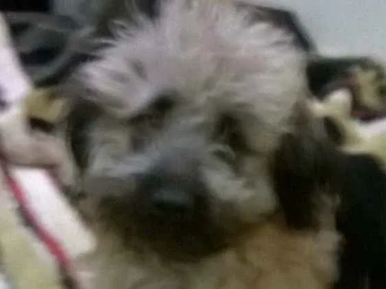 Cachorro ra a lhasa com poodle idade 7 a 11 meses nome mel