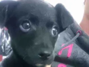 Cachorro raça Viralata idade 2 a 6 meses nome Sem nome ainda