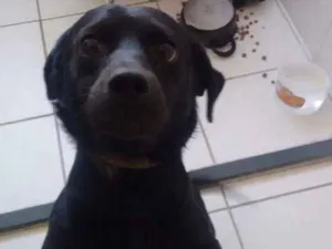 Cachorro raça Basset com labrador idade 3 anos nome Pingo