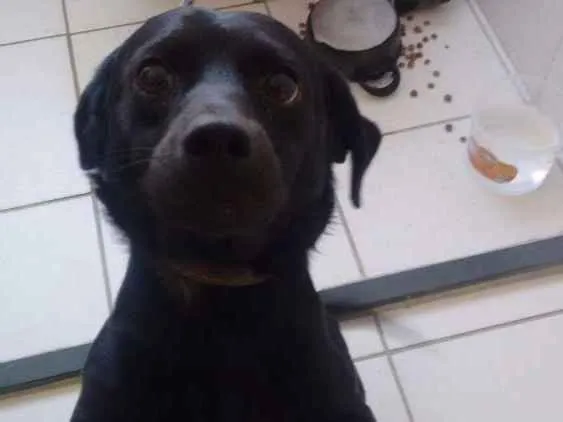 Cachorro ra a Basset com labrador idade 3 anos nome Pingo