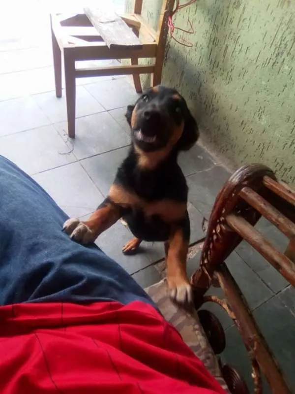 Cachorro ra a viralata idade 1 ano nome Linguinha