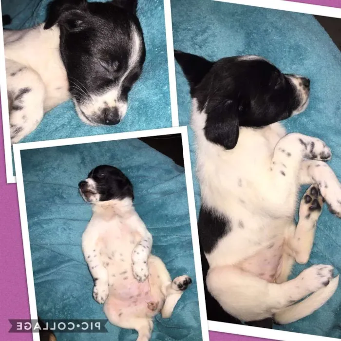 Cachorro ra a SRD idade Abaixo de 2 meses nome Sem nome 