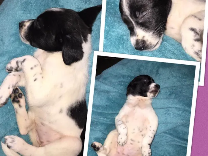 Cachorro ra a SRD idade Abaixo de 2 meses nome Sem nome 