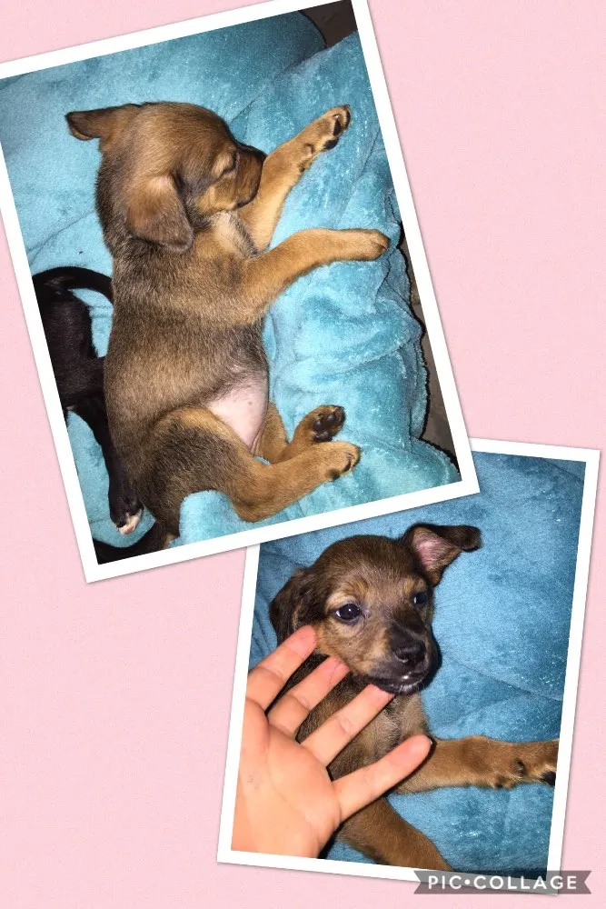 Cachorro ra a SRD idade Abaixo de 2 meses nome Sem nome 