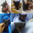 Filhotinhos Lindos