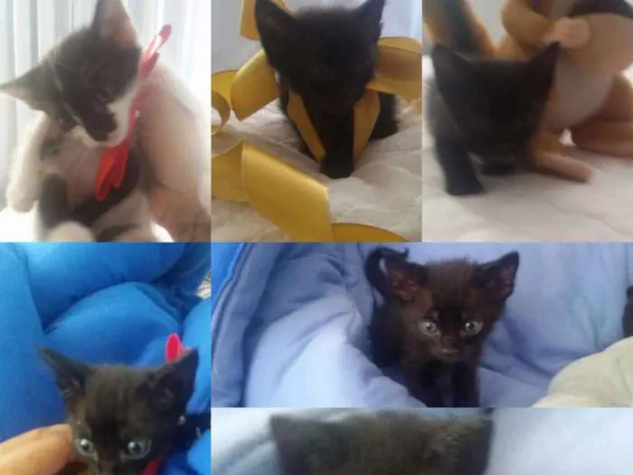 Gato ra a Indefinida idade Abaixo de 2 meses nome Filhotinhos Lindos