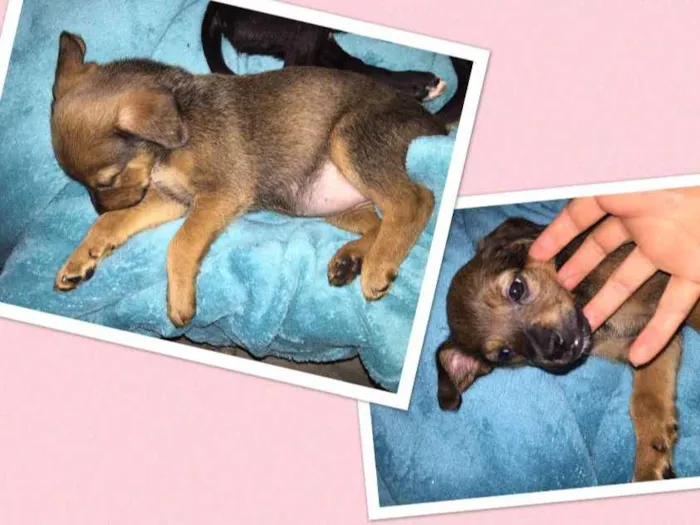 Cachorro ra a SRD idade Abaixo de 2 meses nome Sem nome 