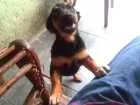 Cachorro raça viralata idade 1 ano nome Linguinha