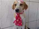 Cachorro raça SRD idade 1 ano nome Lola