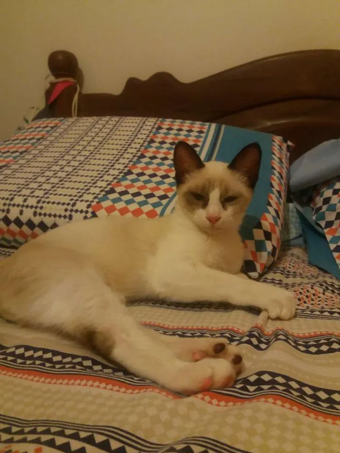 Gato ra a Sialata idade 2 a 6 meses nome Simba