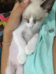 Simba