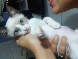 Gato raça Sialata idade 2 a 6 meses nome Simba
