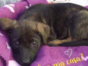 Cachorro raça SRD idade 2 a 6 meses nome Não coloquei