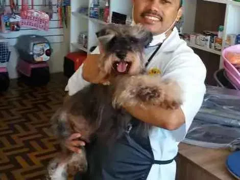 Cachorro ra a schnauzer idade 6 ou mais anos nome Bonno