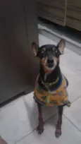 Rex