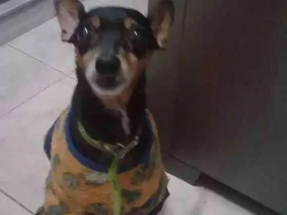 Cachorro ra a Pincher idade 6 ou mais anos nome Rex