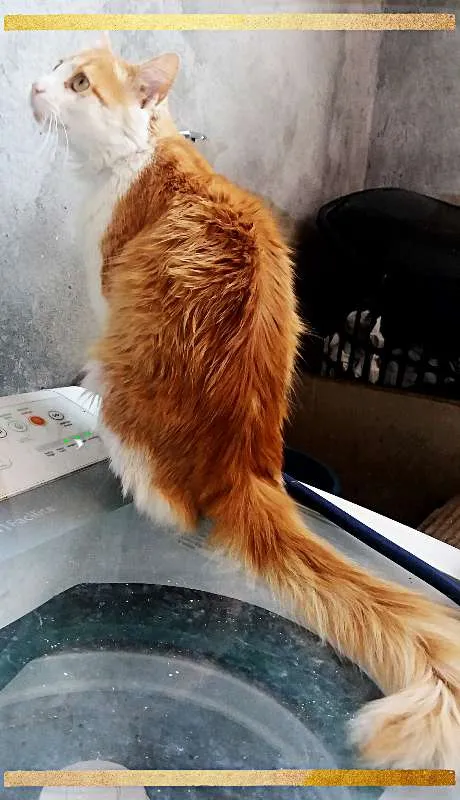 Gato ra a srd idade 2 anos nome Leon