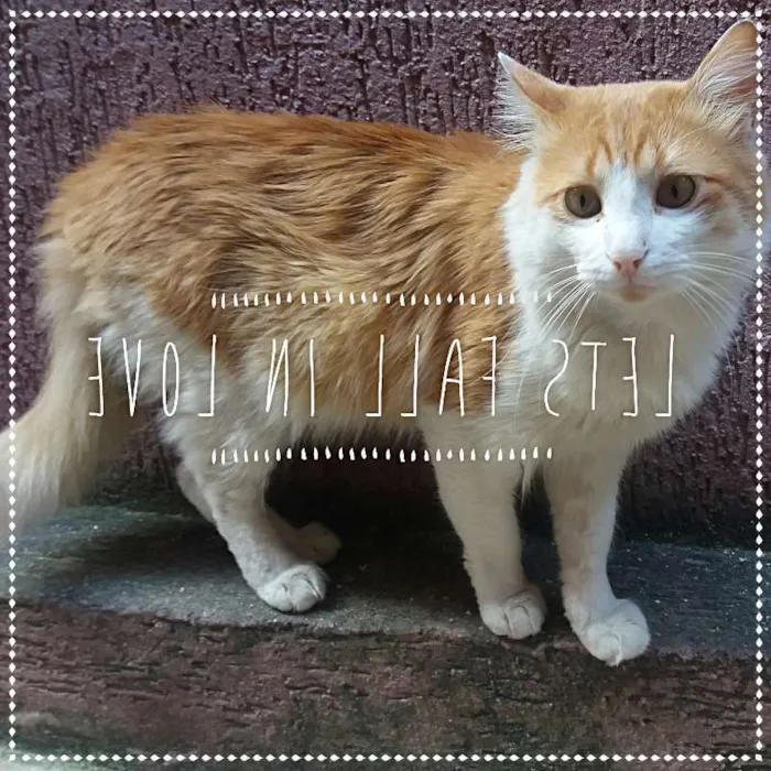 Gato ra a srd idade 2 anos nome Leon