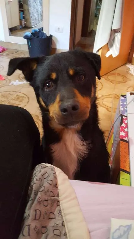 Cachorro ra a INDEFINIDO idade 2 anos nome THOR