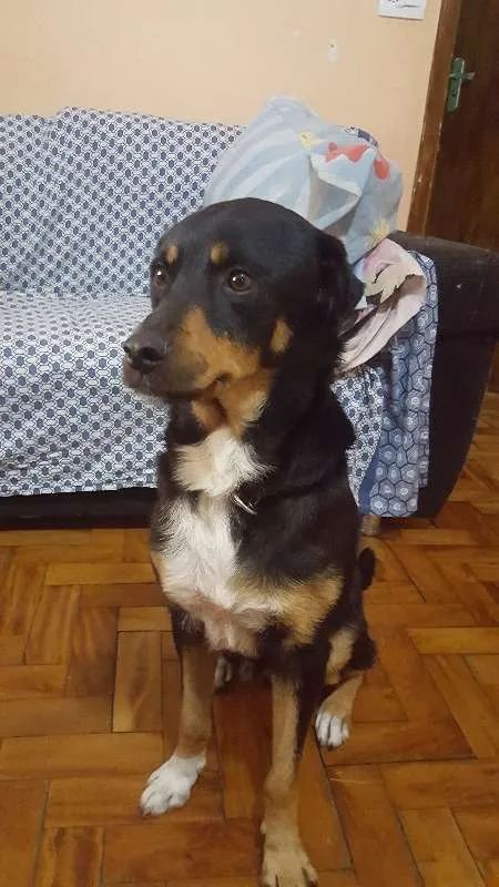 Cachorro ra a INDEFINIDO idade 2 anos nome THOR